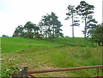  : Line of pine trees at Sharpley Heath by Oliver Dixon