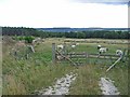  : Field in Harwood Dale Forest by Oliver Dixon