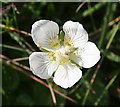 NJ6165 : Grass of Parnassus (Parnassia palustris) by Anne Burgess