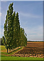 TL5726 : Row of Poplar Trees by Richard Thomas