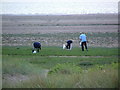 TF7344 : Samphire Pickers by Jase