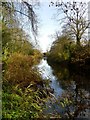 SU7251 : Autumn on the Basingstoke Canal by Hugh Chevallier