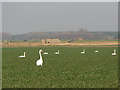  : Swans grazing in front of WW2 fortification by Richard Mudhar