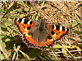  : Small Tortoiseshell Butterfly (Aglais urticae) by Richard Mudhar