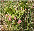 NJ3549 : Blaeberry Flowers by Anne Burgess