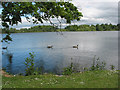 SJ4035 : Ellesmere - the mere by Pauline E