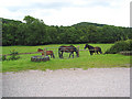 SO6820 : Grazing land at Boxbush by Pauline E