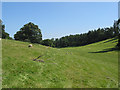 SO5526 : Footpath through grazing land by Pauline E