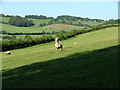 SU7790 : An inquisitive sheep by Peter Jemmett