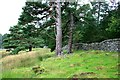 NJ0428 : Mature Scots Pine and Wall, Heathfield by Mick Garratt