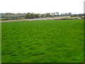  : Field Near Newtownards Road by Rossographer