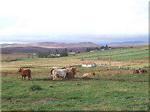  : Cattle at Achork by sylvia duckworth