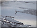 NX4454 : Heron in the River Bladnoch estuary at low tide by Roger Nunn