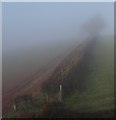 SX8764 : Misty hedge, Gallows Gate by Derek Harper