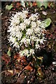 NJ5849 : White Butterbur (Petasites albus) by Anne Burgess