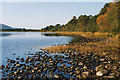 NH9609 : Loch Morlich shoreline by Nigel Brown