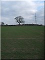 SJ8301 : Wrottesley Lodge Field by Gordon Griffiths