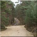 SU8765 : Track near Caesar's Camp, Swinley Forest by David Hawgood