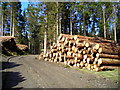 NN5305 : Logpile in Achray Forest by Iain Thompson