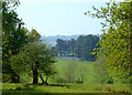 SK3522 : Bluebells in Poker's Leys Wood from Calke Park by Simon Huguet