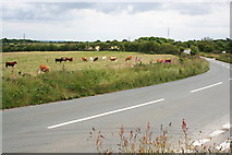  : Cows by the Roadside by Tony Atkin