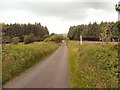  : Mountain lane and conifers to the south of Llangynwyd by eswales