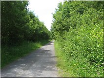  : Track through Pembrey Forest by Colin Bell