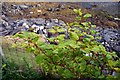 NG2149 : Japanese knotweed / Glùineach bhiorach (Fallopia japonica) by Tiger