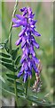 NJ2960 : Tufted Vetch (Vicia cracca) by Anne Burgess