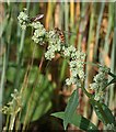 NO7047 : Fat Hen (Chenopodium album) with Hoverflies by Anne Burgess