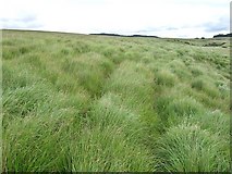  : Rough Grassland North of Coed y Rhaiadr by Kev Griffin