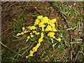 NS3681 : A slime mould - Fuligo septica var. flava by Lairich Rig