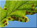 NS3878 : Common spangle galls on oak by Lairich Rig