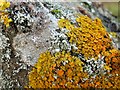 NS3678 : Lichens on a boulder in a disused quarry by Lairich Rig