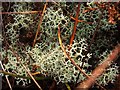 NS3778 : A lichen - Cladonia portentosa by Lairich Rig