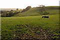 SX8358 : Field with roller near Aish by Derek Harper