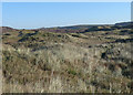 SS8576 : Grassy duneland, Merthyr Mawr Warren by eswales