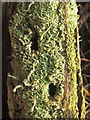 NS3778 : A lichen - Cladonia macilenta by Lairich Rig