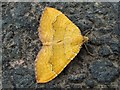 NS8185 : A moth - Yellow Shell (Camptogramma bilineata) by Lairich Rig