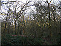 TQ4476 : Early catkins in Oxleas Wood by Stephen Craven