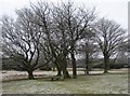 SP8406 : A frosty Coombe Hill by Mr Ignavy