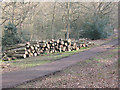 TQ4195 : Epping Forest: new log pile by Stephen Craven