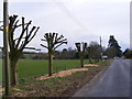 TM3864 : Tree Surgery, B1121 Main Road, Carlton by Geographer