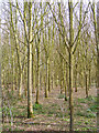 TM3761 : Woodland next to the Bridleway by Geographer