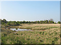 SJ7165 : Overgrown lagoon at Cledford Lane by Stephen Craven