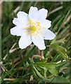 NJ5620 : Wood Anemone (Anemone nemorosa) by Anne Burgess