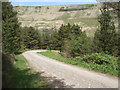 SS8994 : Track bend in forestry to the north of Blaengarw by eswales