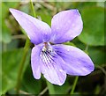 NF7636 : Common Dog Violet (Viola riviniana) by Anne Burgess