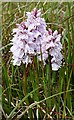 NF8138 : Common Spotted Orchid (Dactylorhiza fuchsii) by Anne Burgess