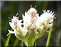 NF8139 : Mountain Everlasting (Antennaria dioica) by Anne Burgess